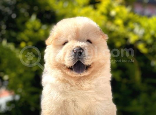 Chow Chow Bebeği̇mi̇z görsel