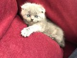 Scottish Fold , 1 Aylık Erkek Yavru
