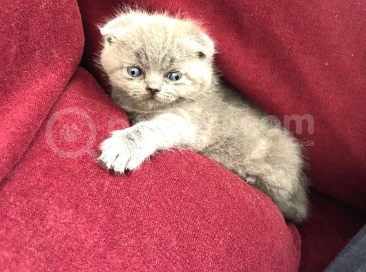 Scottish Fold , 1 Aylık Erkek Yavru görsel