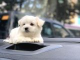 Irk Ve Sağlik Garanti̇li̇ Pamuk Maltese Terri̇er Yavrulari̇mi̇z