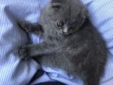 Scottish Fold , 1 Aylık Erkek Yavru