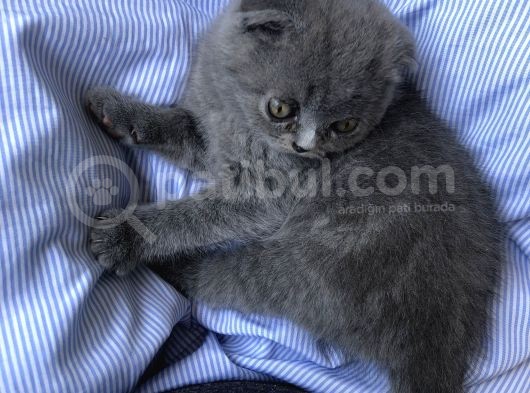 Scottish Fold , 1 Aylık Erkek Yavru görsel