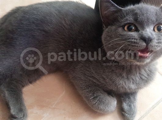 3 Aylik Scotti̇sh Fold Safkan Gri̇ görsel