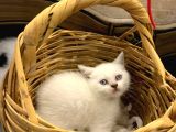 Sahibinden British Shorthair Bluepoint Yavrular