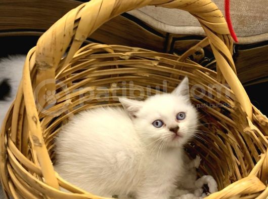 Sahibinden British Shorthair Bluepoint Yavrular görsel