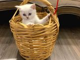 Sahibinden British Shorthair Bluepoint Yavrular