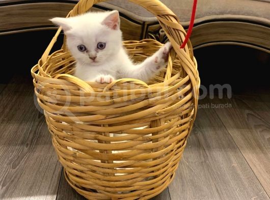 Sahibinden British Shorthair Bluepoint Yavrular görsel
