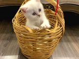 Sahibinden British Shorthair Bluepoint Yavrular
