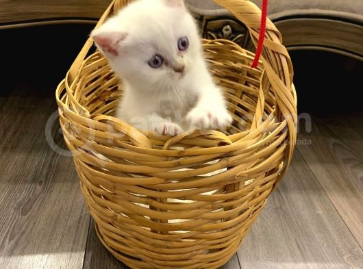 Sahibinden British Shorthair Bluepoint Yavrular görsel