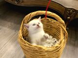 Sahibinden British Shorthair Bluepoint Yavrular