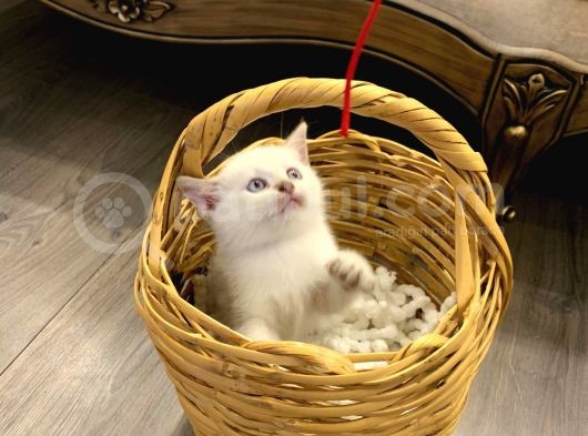 Sahibinden British Shorthair Bluepoint Yavrular görsel