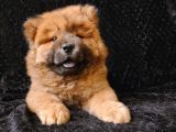 Chow Chow Yavrumuz