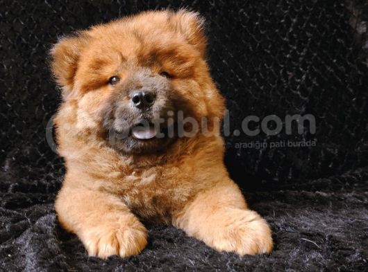 Chow Chow Yavrumuz