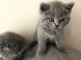 Scottish Fold Kardeşler (Açıklamayı Okuyunuz)