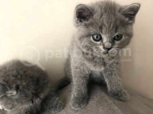 Scottish Fold Kardeşler (Açıklamayı Okuyunuz) görsel