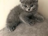 Scottish Fold Kardeşler (Açıklamayı Okuyunuz)