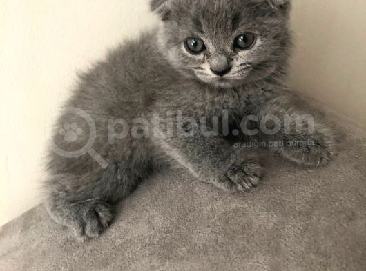 Scottish Fold Kardeşler (Açıklamayı Okuyunuz) görsel