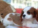 Muhteşem Cavalier King Charles Yavrumuz