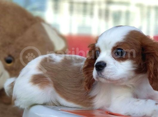 Muhteşem Cavalier King Charles Yavrumuz