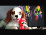Muhteşem Cavalier King Charles Yavrumuz