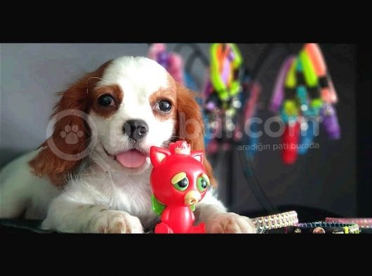Muhteşem Cavalier King Charles Yavrumuz görsel