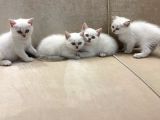 Sahibinden British Shorthair Bluepoint Yavrular