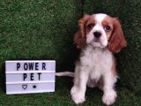 Cavalier King Charles Bebekler