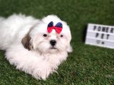 Hari̇ka Shihtzu Bebekler