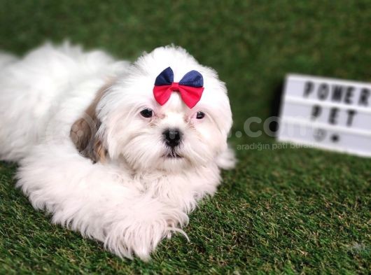 Hari̇ka Shihtzu Bebekler görsel