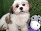 Hari̇ka Shihtzu Bebekler