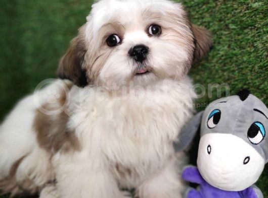 Hari̇ka Shihtzu Bebekler