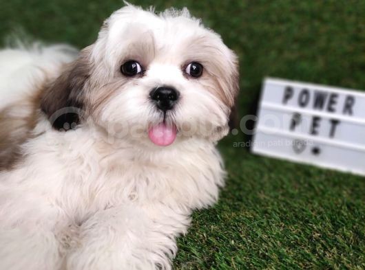 Hari̇ka Shihtzu Bebekler görsel