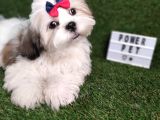 Hari̇ka Shihtzu Bebekler