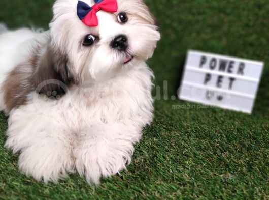 Hari̇ka Shihtzu Bebekler görsel