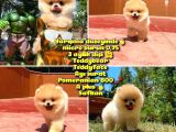 Yarışma Duzeyinde Micro 0,75  Burun 3 Aylik Dişi Teddybear Teddyface Ayı Surat Pomeranian Boo  a Plus  Safkan