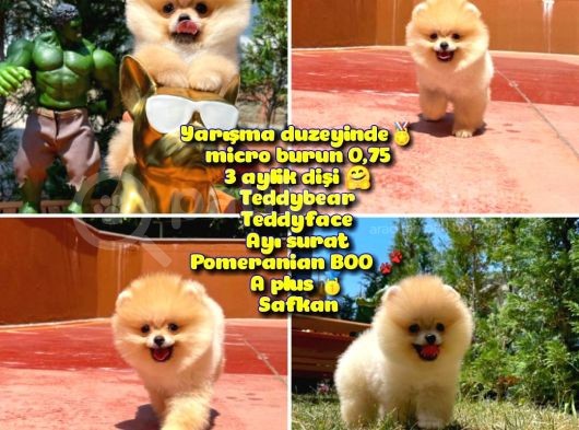 Yarışma Duzeyinde Micro 0,75  Burun 3 Aylik Dişi Teddybear Teddyface Ayı Surat Pomeranian Boo  A Plus  Safkan