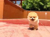 Yarışma Duzeyinde Micro 0,75  Burun 3 Aylik Dişi Teddybear Teddyface Ayı Surat Pomeranian Boo  A Plus  Safkan