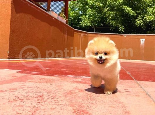 Yarışma Duzeyinde Micro 0,75  Burun 3 Aylik Dişi Teddybear Teddyface Ayı Surat Pomeranian Boo  A Plus  Safkan görsel