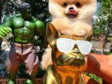 Yarışma Duzeyinde Micro 0,75  Burun 3 Aylik Dişi Teddybear Teddyface Ayı Surat Pomeranian Boo  A Plus  Safkan