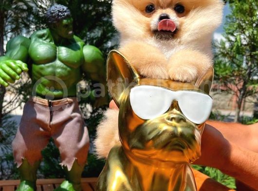 Yarışma Duzeyinde Micro 0,75  Burun 3 Aylik Dişi Teddybear Teddyface Ayı Surat Pomeranian Boo  A Plus  Safkan görsel