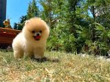 Yarışma Duzeyinde Micro 0,75  Burun 3 Aylik Dişi Teddybear Teddyface Ayı Surat Pomeranian Boo  A Plus  Safkan