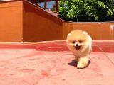 Yarışma Duzeyinde Micro 0,75  Burun 3 Aylik Dişi Teddybear Teddyface Ayı Surat Pomeranian Boo  A Plus  Safkan
