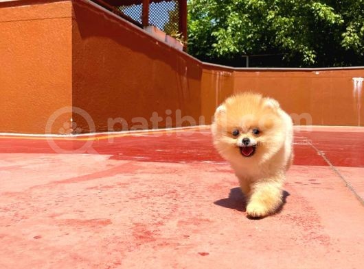 Yarışma Duzeyinde Micro 0,75  Burun 3 Aylik Dişi Teddybear Teddyface Ayı Surat Pomeranian Boo  A Plus  Safkan görsel