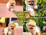 Yarışma Duzeyinde Micro 0,60 Burun  3 Aylik Dişi  Teddybear Teddyface Ayı Surat Pomeranian Boo  a Plus  Safkan