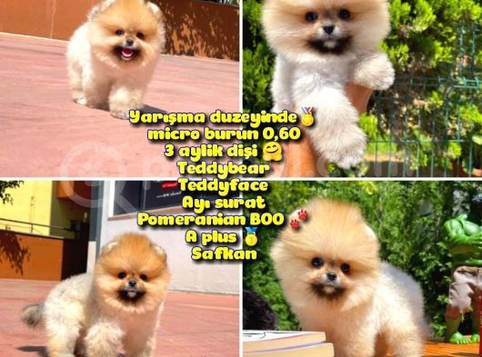Yarışma Duzeyinde Micro 0,60 Burun  3 Aylik Dişi  Teddybear Teddyface Ayı Surat Pomeranian Boo  A Plus  Safkan