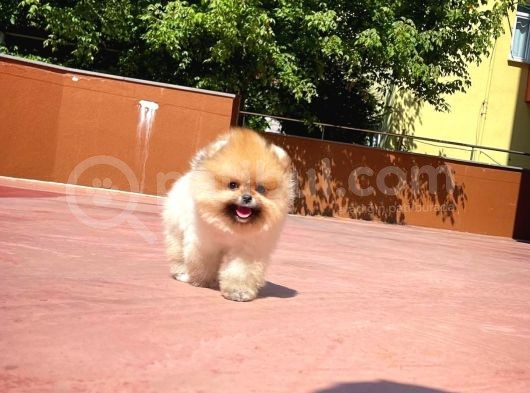 Yarışma Duzeyinde Micro 0,60 Burun  3 Aylik Dişi  Teddybear Teddyface Ayı Surat Pomeranian Boo  A Plus  Safkan görsel