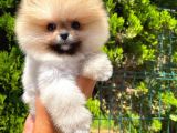 Yarışma Duzeyinde Micro 0,60 Burun  3 Aylik Dişi  Teddybear Teddyface Ayı Surat Pomeranian Boo  A Plus  Safkan