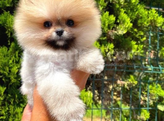 Yarışma Duzeyinde Micro 0,60 Burun  3 Aylik Dişi  Teddybear Teddyface Ayı Surat Pomeranian Boo  A Plus  Safkan görsel