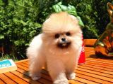 Yarışma Duzeyinde Micro 0,60 Burun  3 Aylik Dişi  Teddybear Teddyface Ayı Surat Pomeranian Boo  A Plus  Safkan
