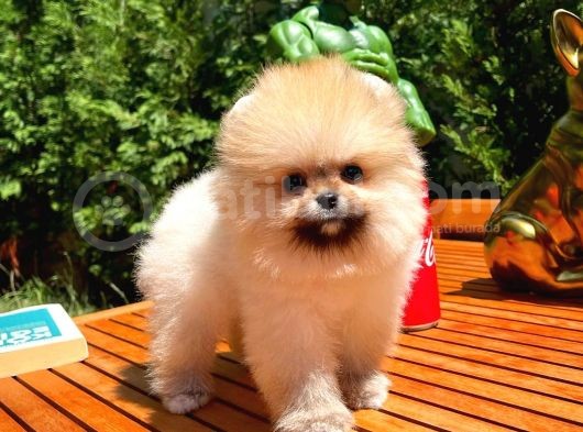 Yarışma Duzeyinde Micro 0,60 Burun  3 Aylik Dişi  Teddybear Teddyface Ayı Surat Pomeranian Boo  A Plus  Safkan görsel
